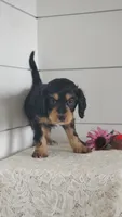 Tootsie , a male Cavapoo for sale in Penn Yan, NY – 3 of 5