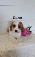 Dune, a male Cavapoo for sale in Penn Yan, NY – 2 of 2