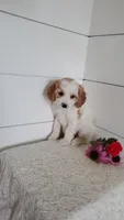 Toffee, a male Cavapoo for sale in Penn Yan, NY – 3 of 4