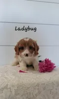 Ladybug , a female Cavapoo for sale in Penn Yan, NY – 2 of 2