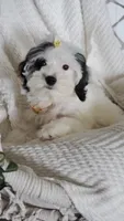 Willow, a female Cavapoo and Poodle - Miniature  for sale in Penn Yan, NY – 3 of 3