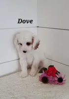 Dove, a male Cavapoo for sale in Penn Yan, NY – 1 of 3