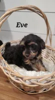 Eve, a female Cavapoo for sale in Penn Yan, NY – Photo 3 of 3