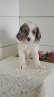 Razzle, a male Cavapoo for sale in Penn Yan, NY – 3 of 5