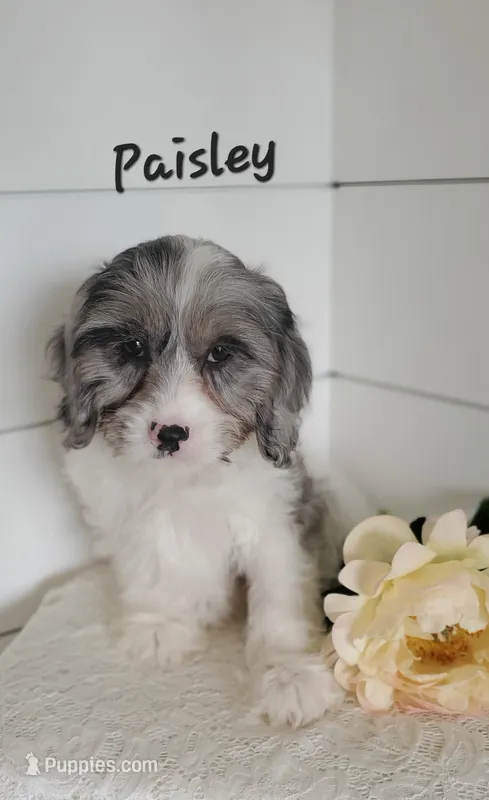 Paisley  – Cavapoo puppy for sale in Penn Yan, NY
