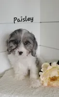 Paisley , a female Cavapoo for sale in Penn Yan, NY – 1 of 1
