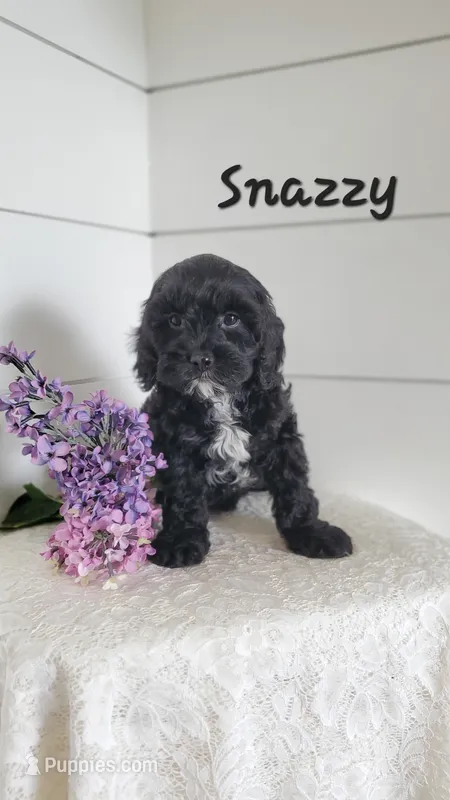 Snazzy, a male Cavapoo for sale in Penn Yan, NY – 1 of 2