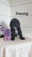 Snazzy, a male Cavapoo for sale in Penn Yan, NY – 1 of 2