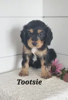 Tootsie , a male Cavapoo for sale in Penn Yan, NY – 2 of 5