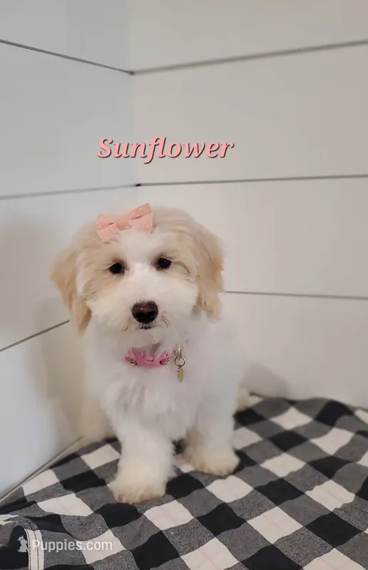 Sunflower  – Coton de Tulear, Poodle - Miniature  puppy for sale in Penn Yan, NY