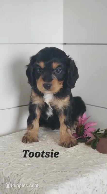 Tootsie  – Cavapoo puppy on hold in Penn Yan, NY