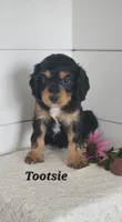 Tootsie , a male Cavapoo for sale in Penn Yan, NY – 1 of 5