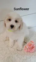 Sunflower , a female Coton de Tulear and Poodle - Miniature  for sale in Penn Yan, NY – 2 of 2
