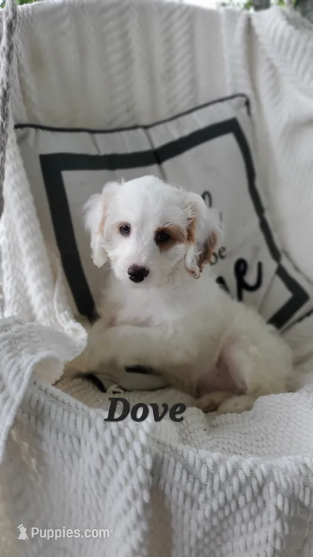 Dove – Cavapoo puppy for sale in Penn Yan, NY