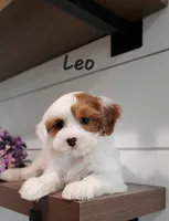 Leo, a male Cavapoo and Poodle - Miniature  for sale in Penn Yan, NY – 2 of 3
