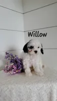 Willow, a female Cavapoo and Poodle - Miniature  for sale in Penn Yan, NY – 2 of 2