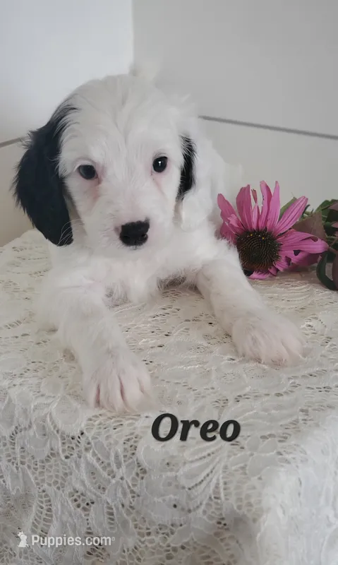 Oreo  – Cavapoo puppy for sale in Penn Yan, NY
