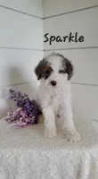Sparkle , a male Cavapoo and Poodle - Miniature  for sale in Penn Yan, NY – 3 of 3