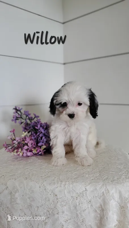 Willow – Cavapoo, Poodle - Miniature  puppy for sale in Penn Yan, NY