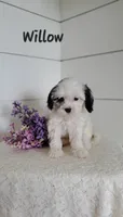 Willow, a female Cavapoo and Poodle - Miniature  for sale in Penn Yan, NY – 1 of 2