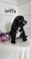 Spiffy, a male Cavapoo for sale in Penn Yan, NY – 3 of 3