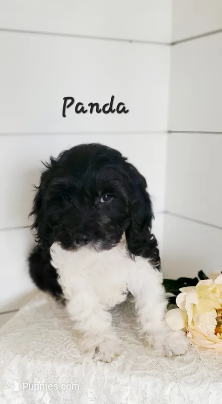 Panda – Cavapoo puppy for sale in Penn Yan, NY