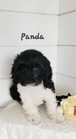 Panda, a male Cavapoo for sale in Penn Yan, NY – 1 of 1