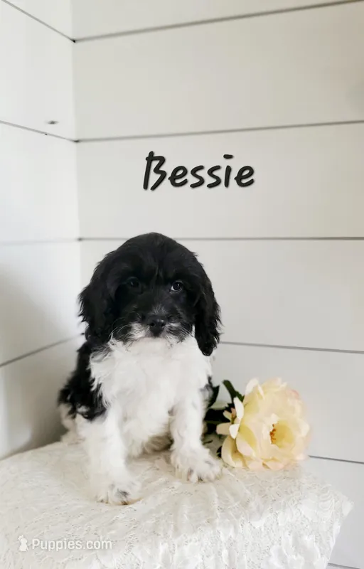 Bessie  – Cavapoo puppy for sale in Penn Yan, NY