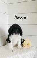 Bessie , a female Cavapoo for sale in Penn Yan, NY – 1 of 1