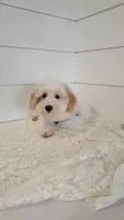 Birch, a male Coton de Tulear and Poodle - Miniature  for sale in Penn Yan, NY – 3 of 4