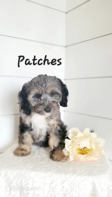 Patches  – Cavapoo puppy for sale in Penn Yan, NY
