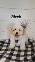Birch, a male Coton de Tulear and Poodle - Miniature  for sale in Penn Yan, NY – 2 of 4