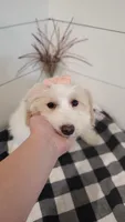 Sunflower , a female Coton de Tulear and Poodle - Miniature  for sale in Penn Yan, NY – 4 of 4