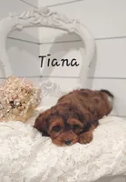 Tiana, a female Cavapoo for sale in Penn Yan, NY – 3 of 3