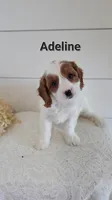 Adeline, a female Cavapoo for sale in Penn Yan, NY – 3 of 3
