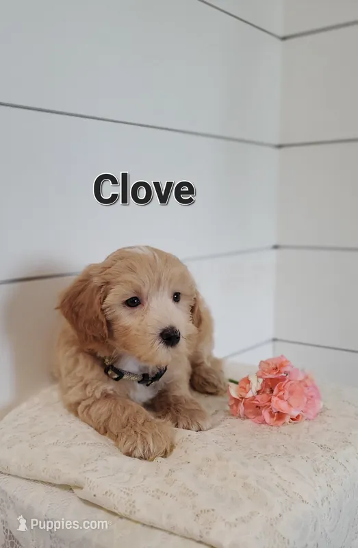 Clove – Coton de Tulear, Poodle - Miniature  puppy for sale in Penn Yan, NY