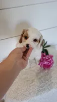 Butterfly, a female Cavapoo for sale in Penn Yan, NY – 2 of 2