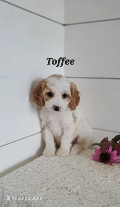 Toffee – Cavapoo puppy for sale in Penn Yan, NY