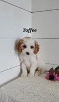Toffee, a male Cavapoo for sale in Penn Yan, NY – 1 of 4