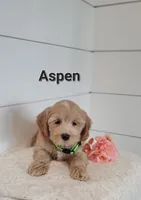 Aspen, a male Coton de Tulear and Poodle - Miniature  for sale in Penn Yan, NY – 2 of 3