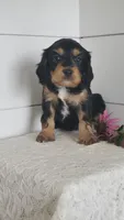 Tootsie , a male Cavapoo for sale in Penn Yan, NY – 4 of 5