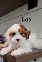 Leo, a male Cavapoo and Poodle - Miniature  for sale in Penn Yan, NY – 1 of 3