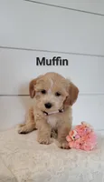 Muffin, a female Coton de Tulear and Poodle - Miniature  for sale in Penn Yan, NY – 2 of 3