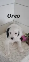 Oreo , a male Cavapoo for sale in Penn Yan, NY – 2 of 4