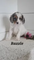 Razzle, a male Cavapoo for sale in Penn Yan, NY – 1 of 5