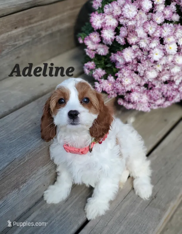 Adeline – Cavapoo puppy for sale in Penn Yan, NY