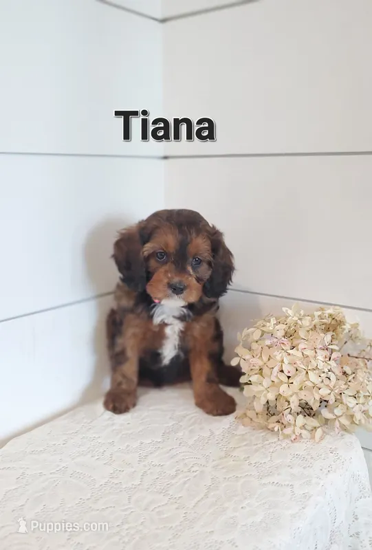 Tiana – Cavapoo puppy for sale in Penn Yan, NY