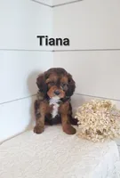 Tiana, a female Cavapoo for sale in Penn Yan, NY – 1 of 3