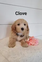 Clove, a male Coton de Tulear and Poodle - Miniature  for sale in Penn Yan, NY – 3 of 3