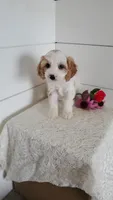 Toffee, a male Cavapoo for sale in Penn Yan, NY – 4 of 4